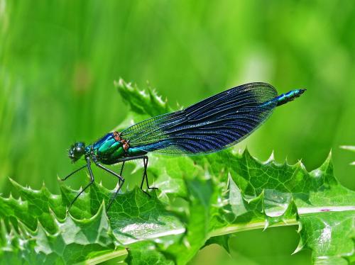 Calopteryx splendens